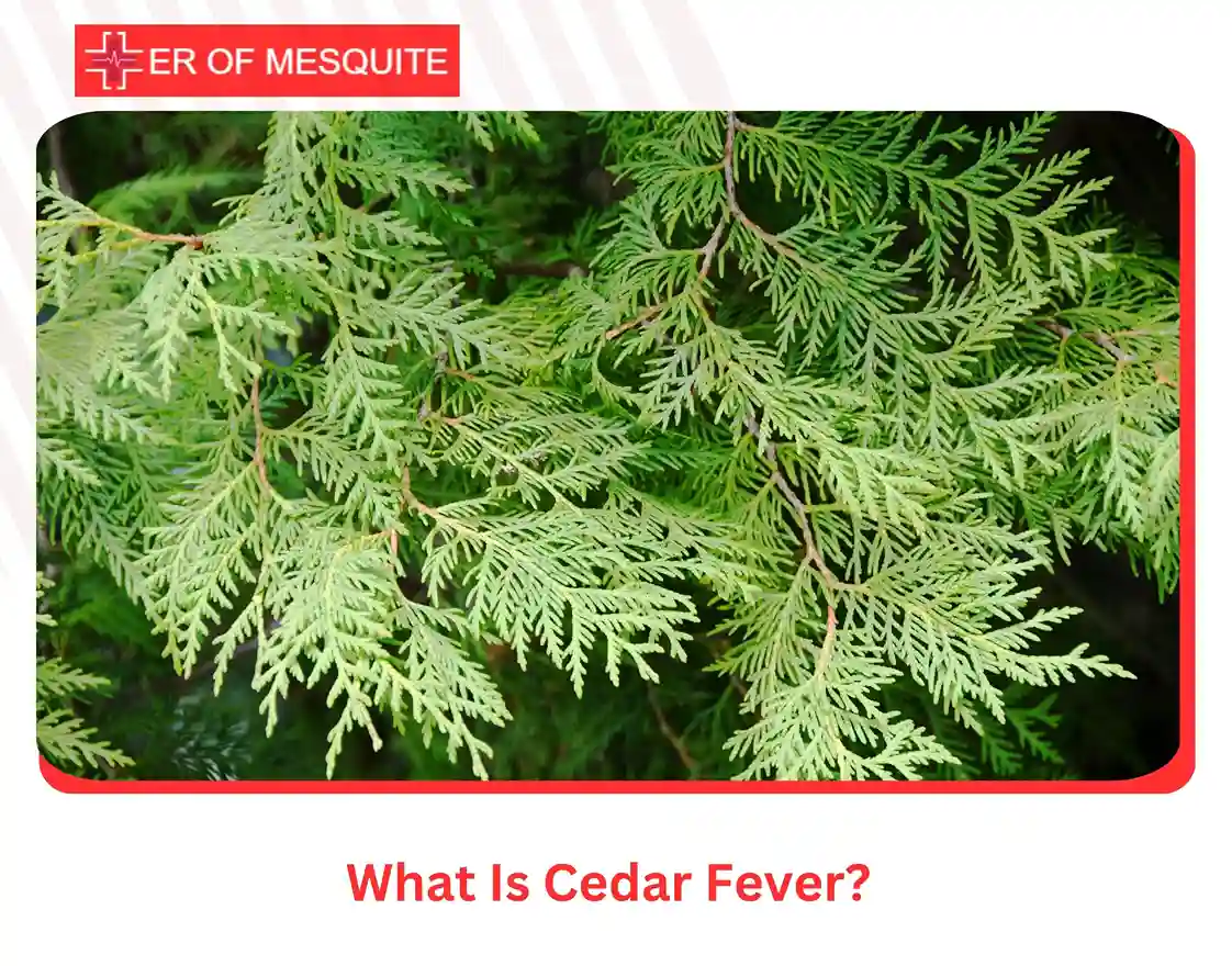What Is Cedar Fever